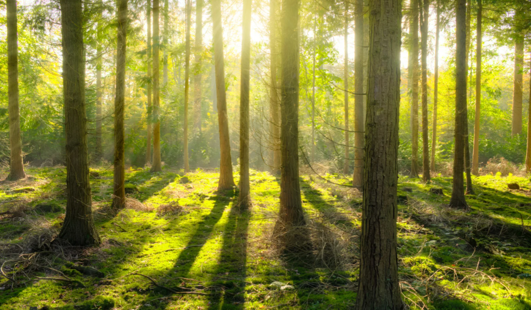 Los Bosques: Pulmones del Planeta